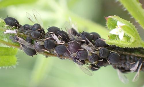 Aphis fabae